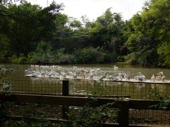 -广州长隆飞鸟乐园