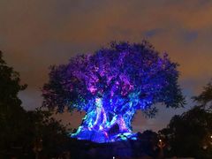 -奥兰多迪士尼动物王国乐园