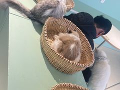 -怪兽屋·羊驼·猫咖·狗咖(俊华广场店)