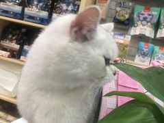 -心语宠物医院·急重症转诊中心·瑞辰华诺(南青路店)