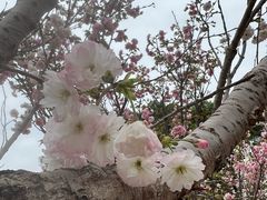 -观澜湖生态运动公社