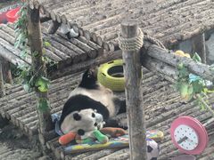 -大连森林动物园