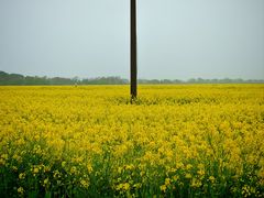 -西京湾花海