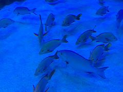 -芜湖新华联大白鲸海洋公园