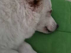 -北京观赏动物医院·24小时大型综合·猫专科·异宠专科