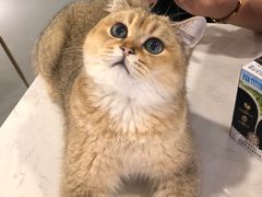 -飞行喵MR PILOT|猫舍·猫咖(静安大融城店)