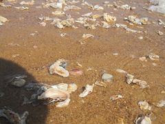 -阳光海岸露营公园