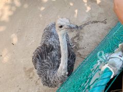 -西霞口神雕山野生动物世界