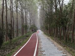 -合肥滨湖国家森林公园