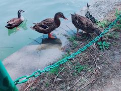 -大宁郁金香公园-停车场