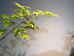 -植觉