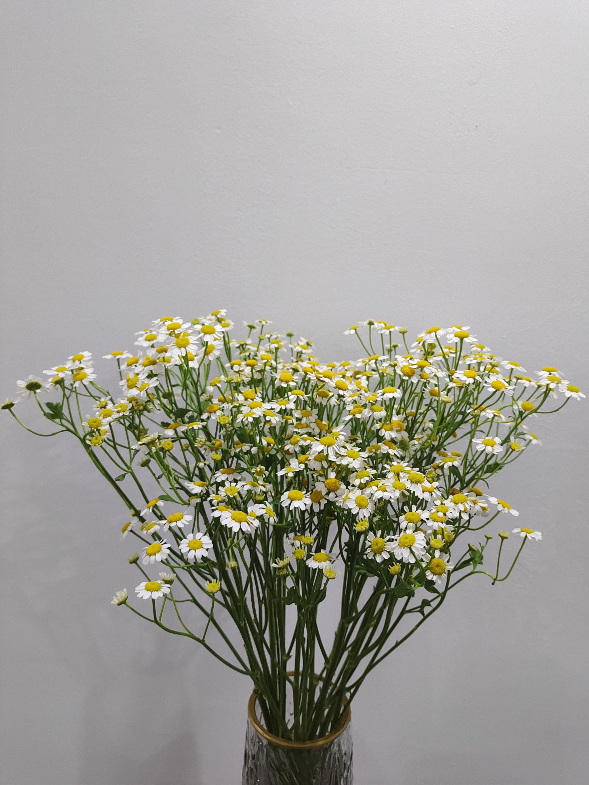 洋甘菊到底要怎么插才好看啊