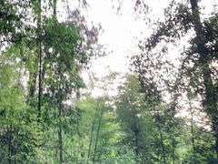 -缙云山景区