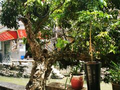 -小洲村