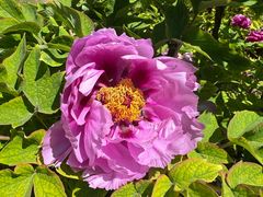 -国家植物园南园