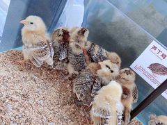 -怪兽屋·羊驼·猫咖·狗咖(俊华广场店)