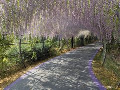-大塘金香草谷