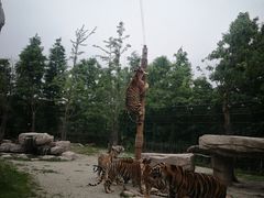 -上海野生动物园老虎餐厅
