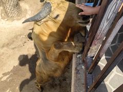 -西霞口神雕山野生动物世界