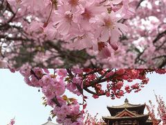 -西安青龙寺遗址景区