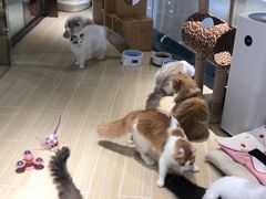 -momokira米努特·德文卷毛猫·棉花面纱犬