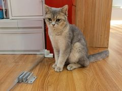 -COLOR PETS 撸猫馆·购猫·猫咖(长风大悦城店)