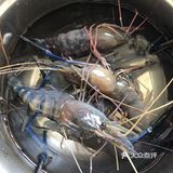 大的虾还是蒸着吃味道好