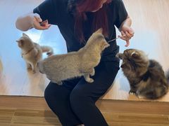 -喵小馆·猫咖狗咖猪咖·饮品店