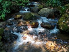 -莫里热带雨林景区