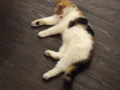 -猫岛主趣味餐厅(鼓浪屿店)