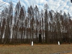 -黄海国家森林公园