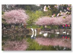 -莫愁湖公园