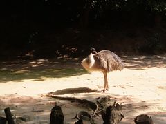 -深圳野生动物园