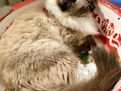 -平行世界·猫咖(首经贸店)