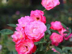 -人民公园(罗湖区)