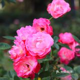 人民公园月季花展