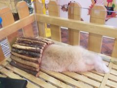 -宠物兔专门店(天丰利市场店)