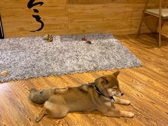 -柴务处·柴犬主题狗咖