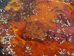 红锅锅底-星鸿社重庆老火锅