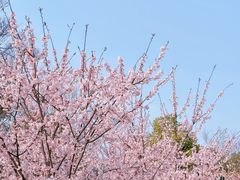 -顾村公园