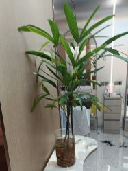 -杜卡诗salon