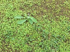 -白鹭湾湿地公园