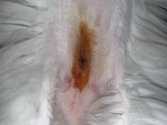 -派特宠物医院(圆融广场店)