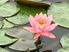 -松山湖梦幻百花洲