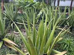 -广州神农草堂中医药博物馆