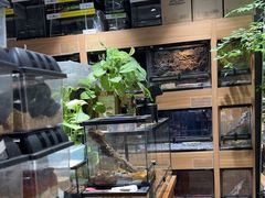 -酷以爬仙阁实体爬宠店·守宫·蜥蜴·专业繁育