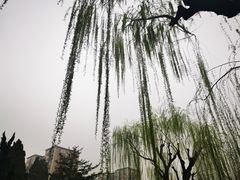 -团结湖公园