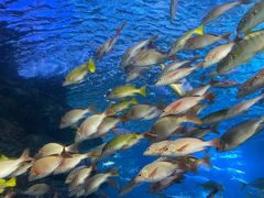 -太平洋海底世界