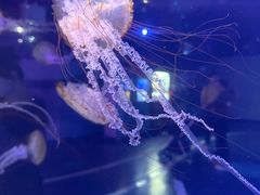 -上海海昌海洋公园