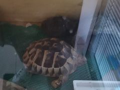 -北京观赏动物医院·24小时大型综合·猫专科·异宠专科